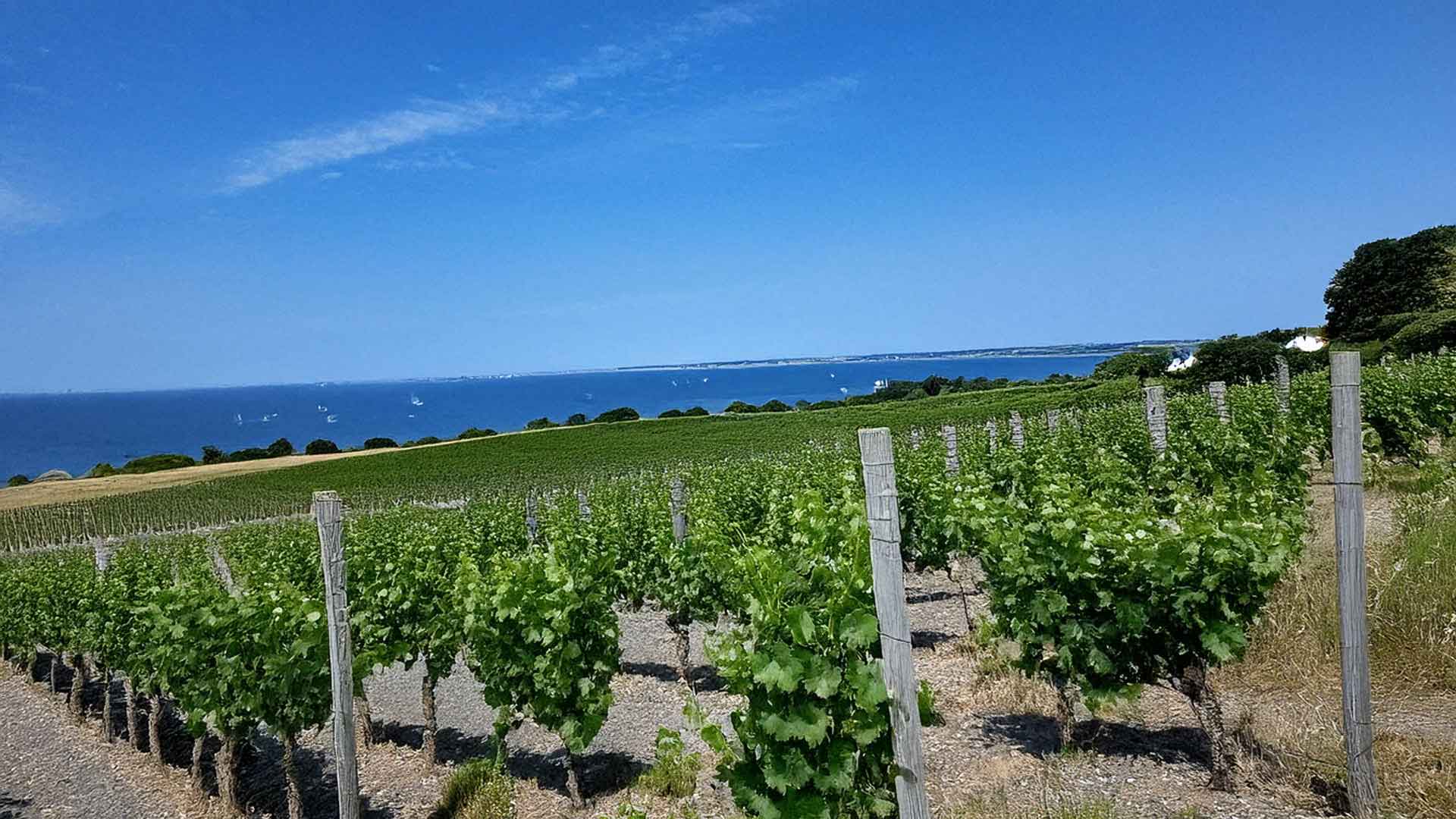 HAVBLINKs vinmarker med det sydfynske hav i baggrunden
