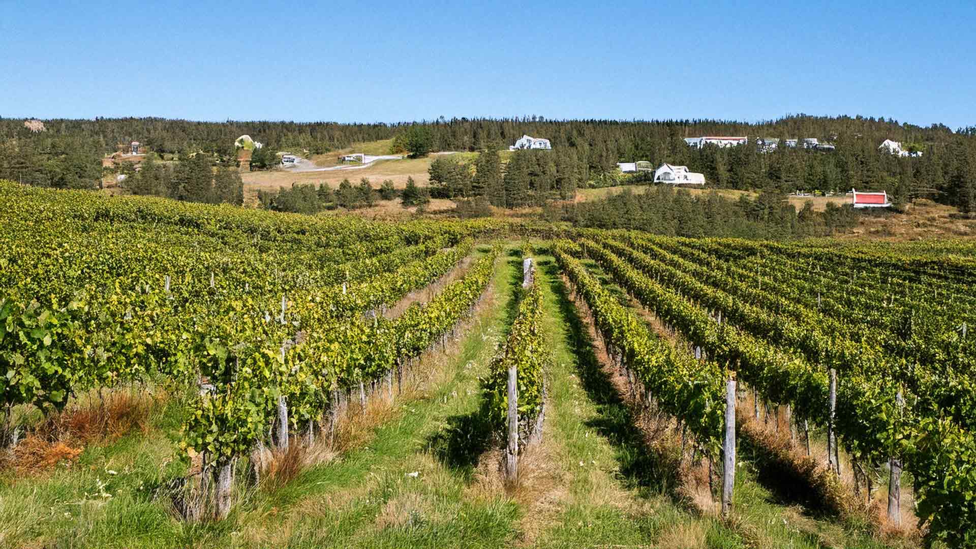 HAVBLINKs vinmarker og hus i baggrunden