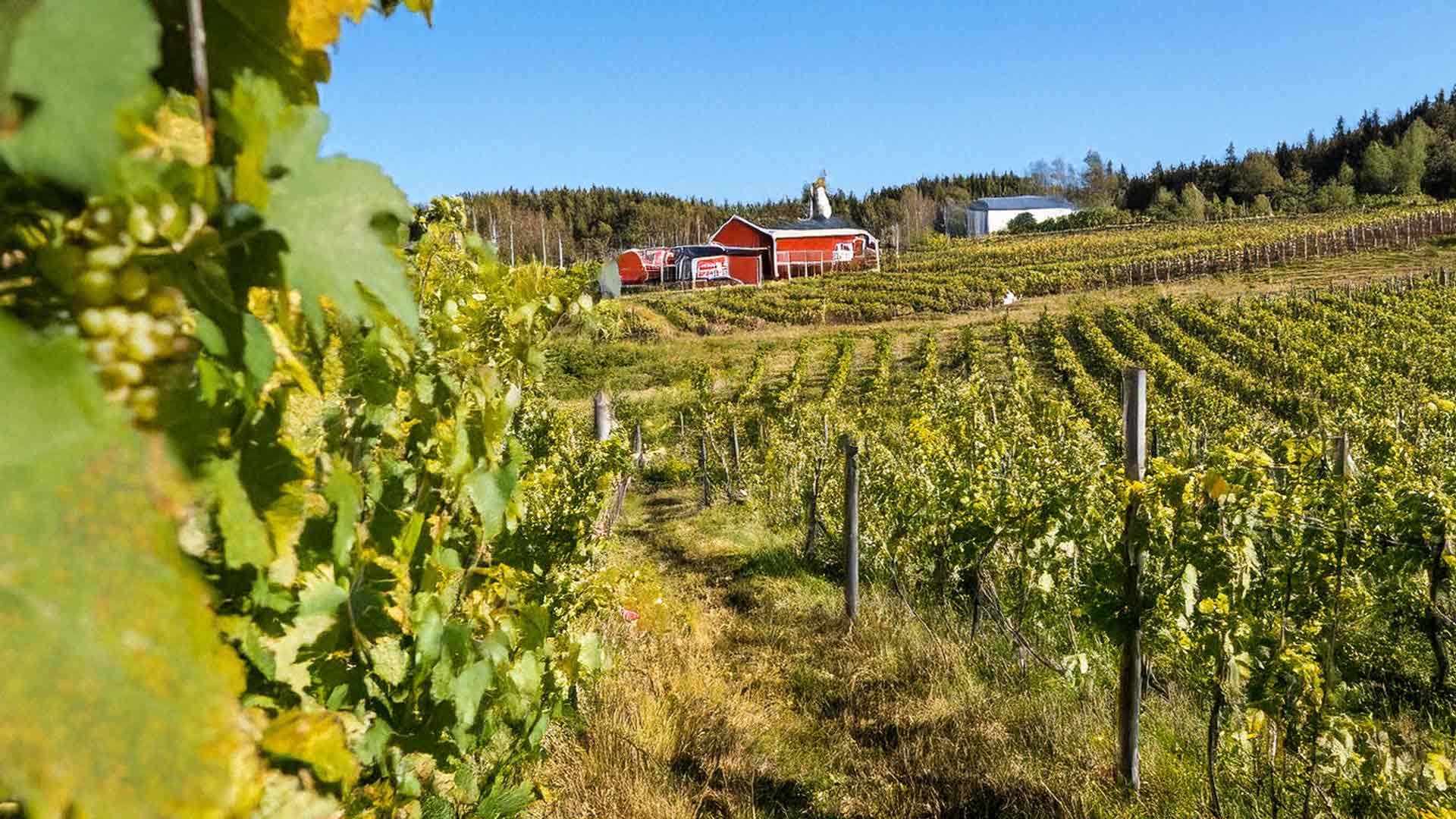 HAVBLINKs vinmarker med hus i baggrunden